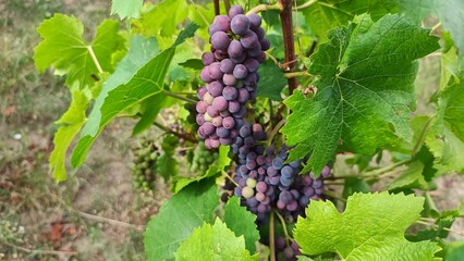 Grapes by nature