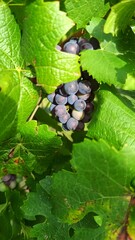 Grapes by nature
