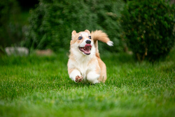 Corgi puppy on green grass