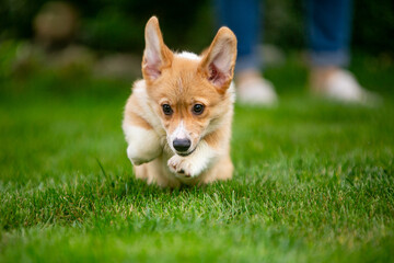 Corgi puppy on green grass