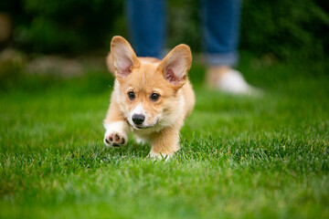 Corgi puppy on green grass