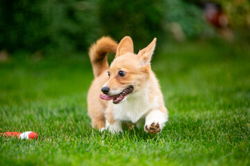 Corgi puppy on green grass