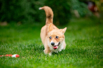 Corgi puppy on green grass