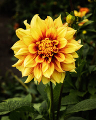 yellow flower in the garden