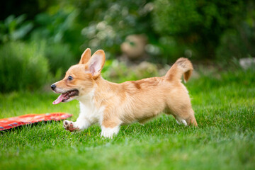 Corgi puppy on green grass