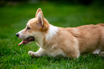 Corgi puppy on green grass