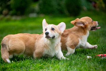 Corgi puppy on green grass