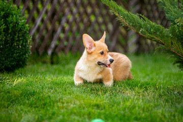 Corgi puppy on green grass