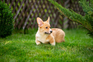 Corgi puppy on green grass
