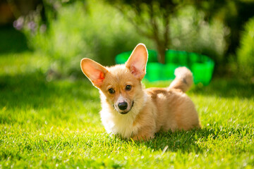 Corgi puppy on green grass