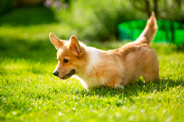Corgi puppy on green grass