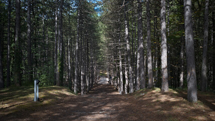 Bosco in carpegna nelle Marche