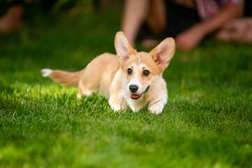 Corgi puppy on green grass