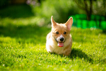 Corgi puppy on green grass