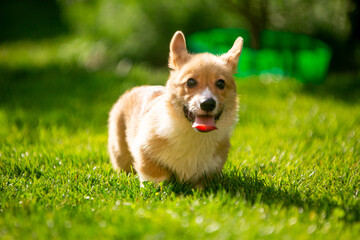 Corgi puppy on green grass
