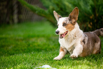 Corgi puppy on green grass
