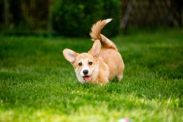 Corgi puppy on green grass
