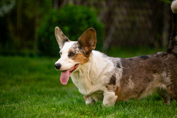 Corgi puppy on green grass