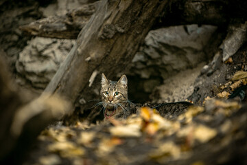 cat in the wild