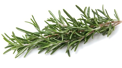 Fototapeta premium rosemary twig isolated on white