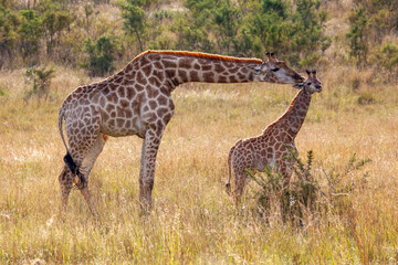 Mother Giraffe licking young Giraffe