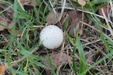champignon vesse de loup