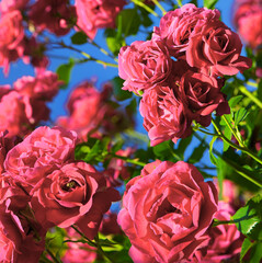 Natural background of rose bush