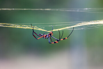 Golden Orb Spider with web and blurred background