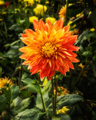 orange dahlia flower