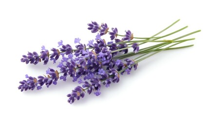 A bouquet of fresh lavender flowers arranged elegantly.