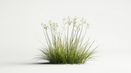 A cluster of green grass with delicate white flowers on a minimalistic background.