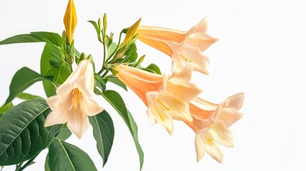 A cluster of soft peach-colored trumpet flowers with lush green leaves against a light background.
