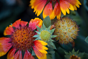 Obraz premium Close up capture of Gaillardia pulchella Foug, Blanket Flower and flower buds in garden