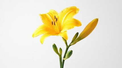A vibrant yellow lily flower with buds against a plain background.