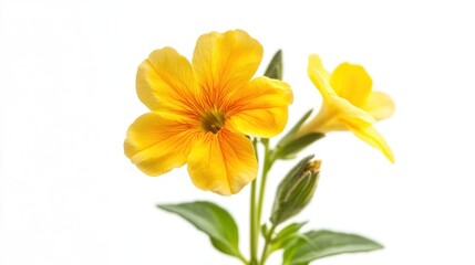 A vibrant yellow flower with green leaves against a white background.