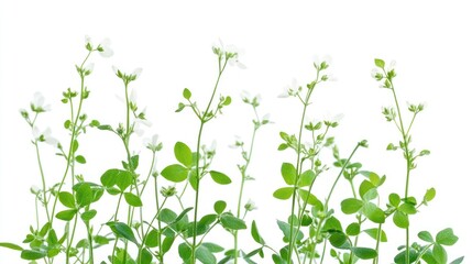 A cluster of delicate white flowers with green leaves against a white background.