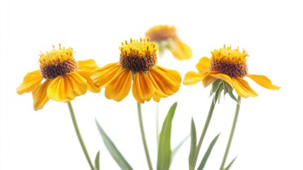 Obraz premium A group of vibrant yellow flowers against a bright background, showcasing nature's beauty.