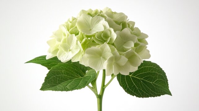 A delicate green hydrangea flower with leaves against a light background.