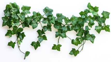 A decorative arrangement of green ivy leaves on a white background.