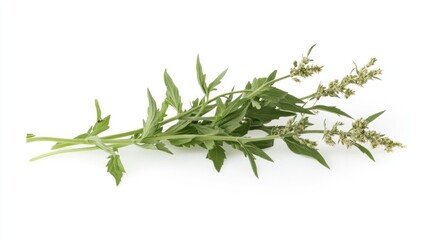 A sprig of fresh herb with green leaves and flowering tops, often used in cooking.