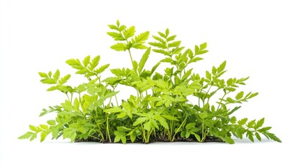Obraz premium A lush cluster of green plants against a white background, showcasing vibrant foliage.