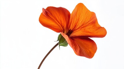 A vibrant orange flower with delicate petals against a white background.