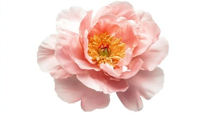 A delicate pink peony flower with soft petals and a vibrant center.