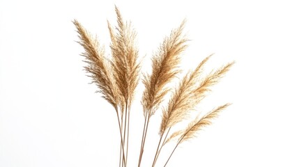 A cluster of dried pampas grass against a white background, showcasing natural beauty.