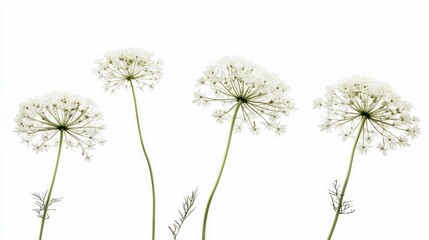 A minimalist arrangement of delicate white flowers against a bright background.