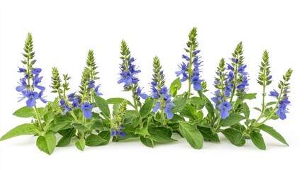 Obraz premium A cluster of blue flowers with green leaves, showcasing natural beauty.