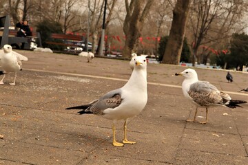 Obraz premium Gulls in a public park in Istanbul, Turkey. Black-backed seagull (Larus fuscus). Seagulls, gull. Ornithology 