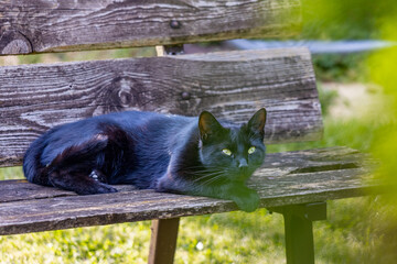 schwarze Katze Hauskatze
