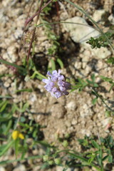 Lomelosia Simplex purple wild flowers 