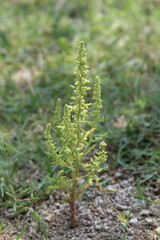 Dysphania botrys, sticky goosefoot or feathered geranium